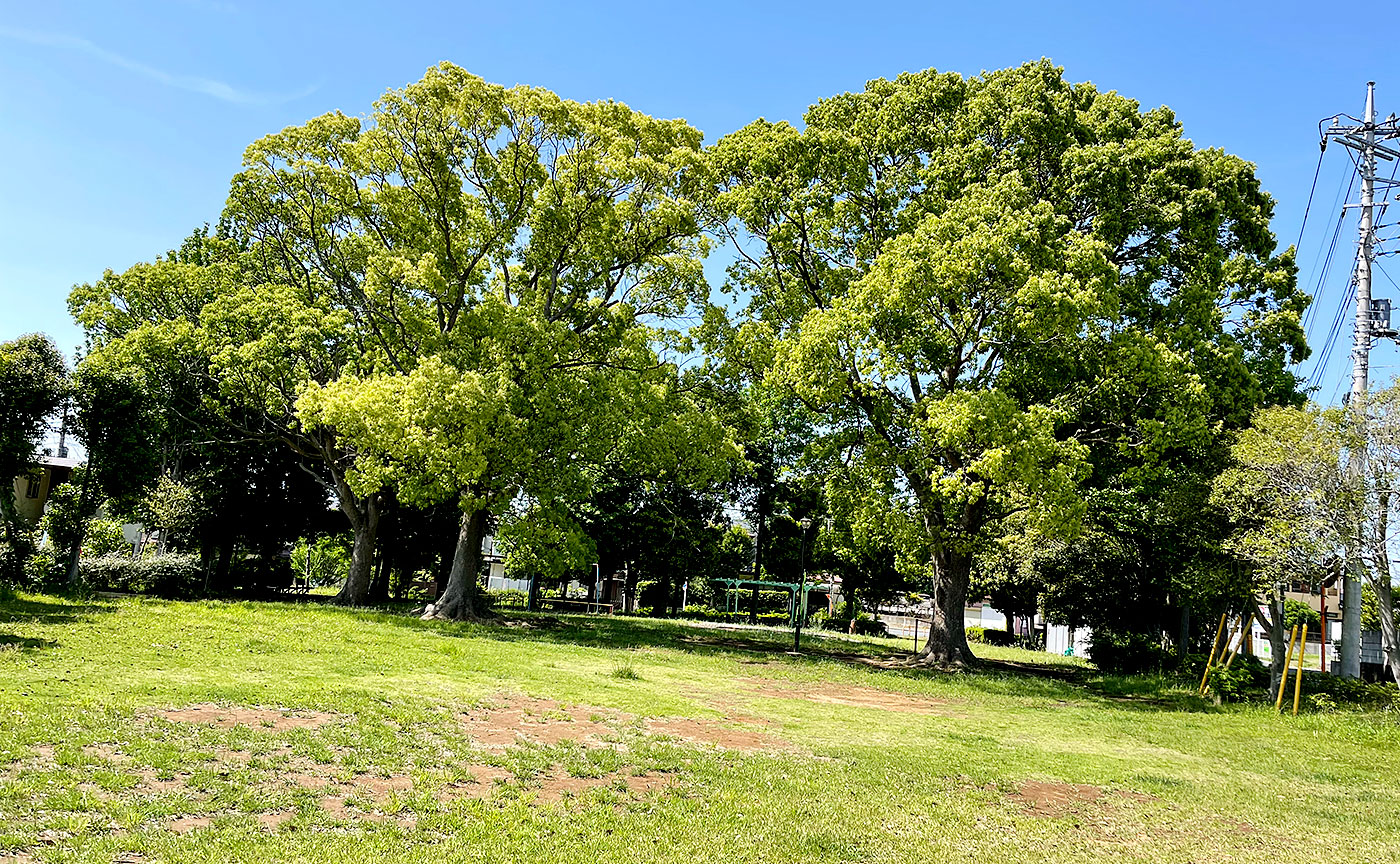 萱橋公園