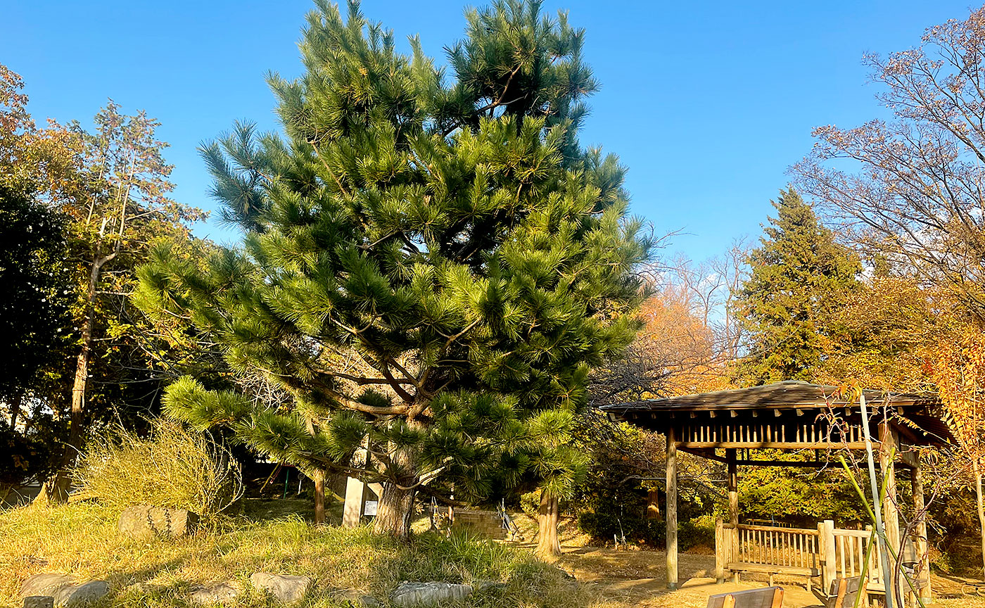 弘法松公園