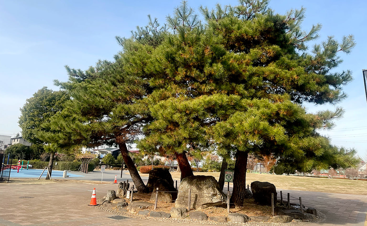 下高井戸おおぞら公園