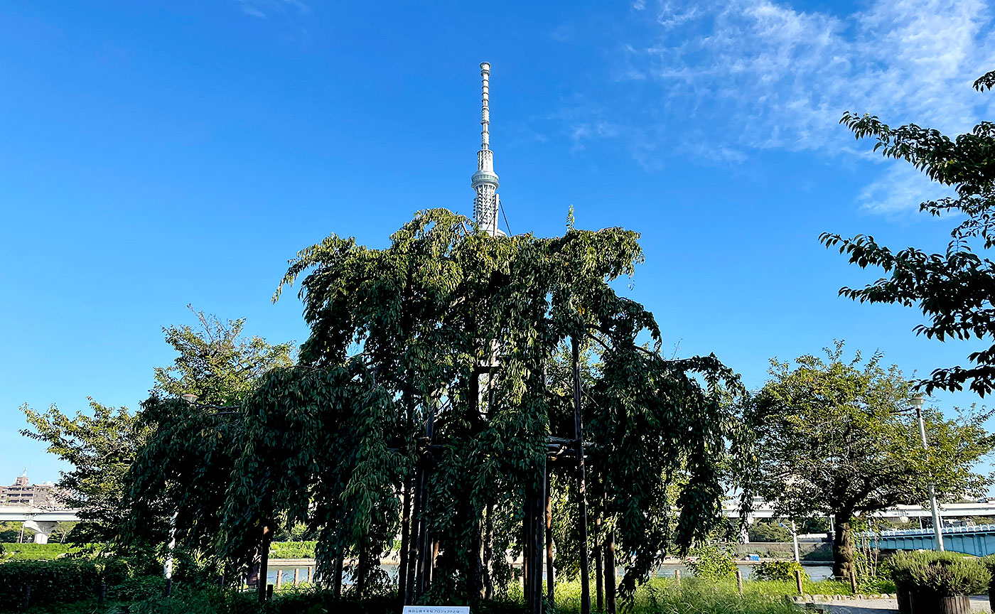 隅田公園